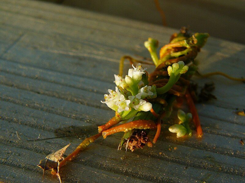 File:Dodder(Cuscuta)flowers.jpg