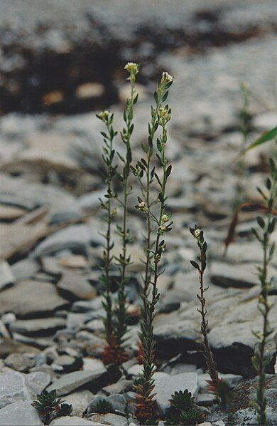 File:Draba incana 014.jpg