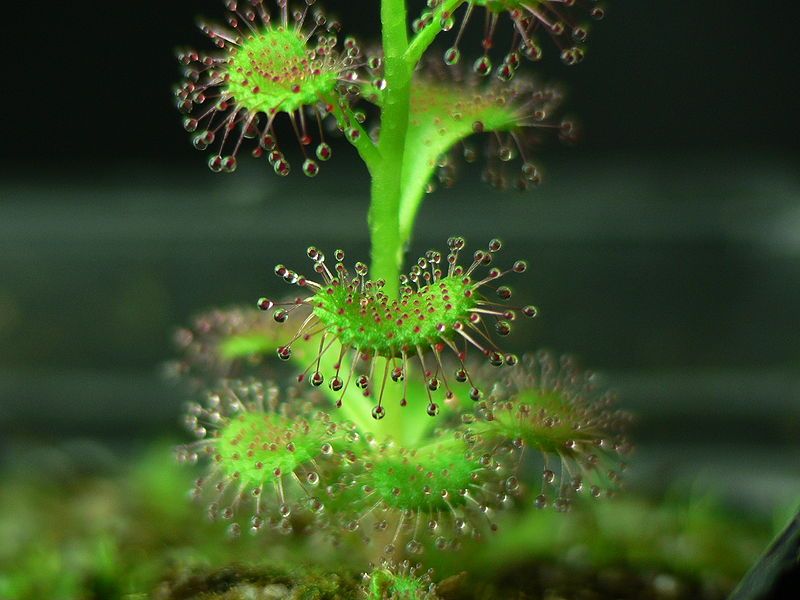 File:Drosera platypodaDetailHabit.jpg