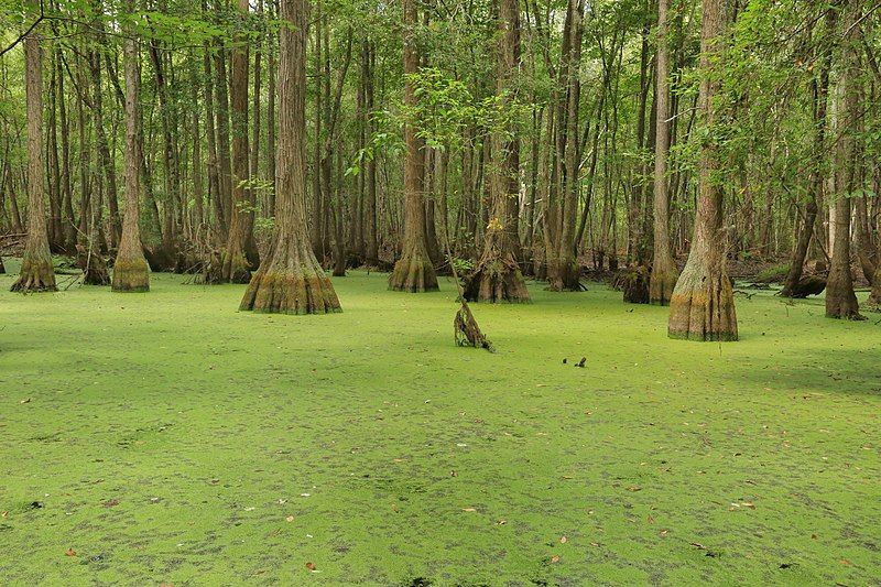 File:Duckweed Pond (15317740476).jpg