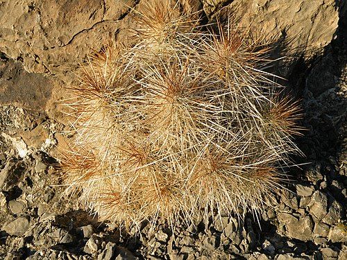 Plant growing in Viesca, Coahuila