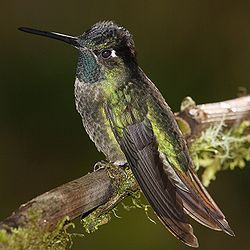 Magnificent Hummingbird