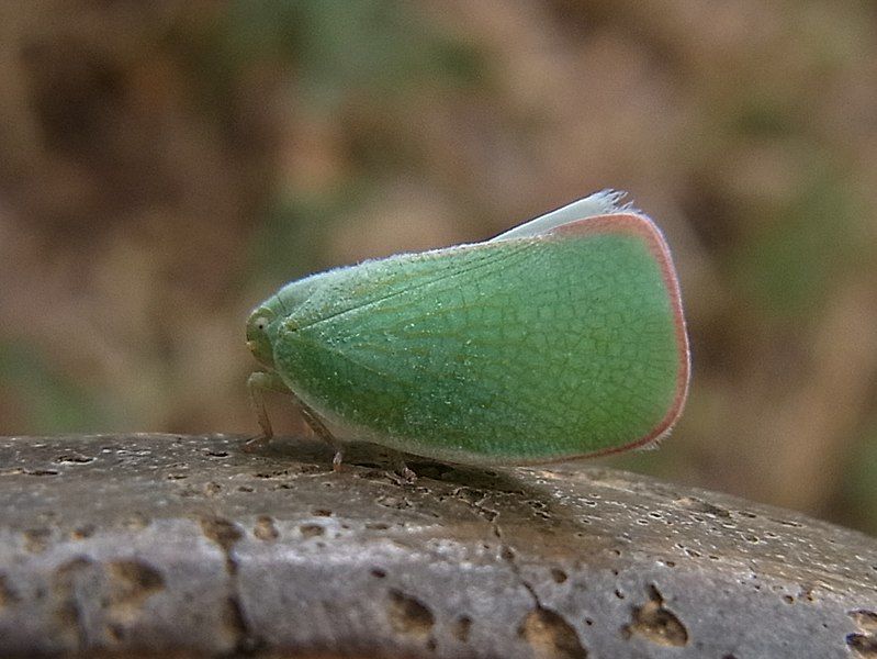 File:Geisha distinctissima (9594745089).jpg