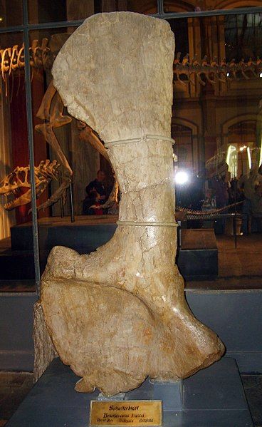 File:Giraffatitan scapula.jpg