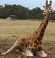 A giraffe rests with a safari truck in the background.