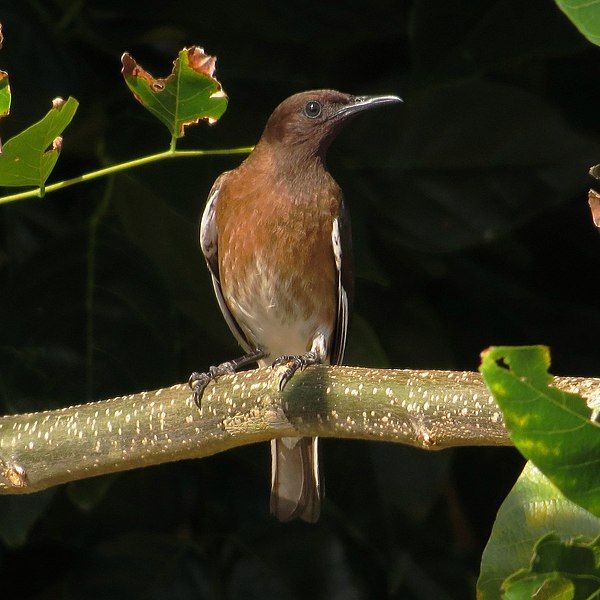 File:Hartlaubius auratus.jpg