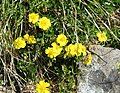 Helianthemum grandiflorum