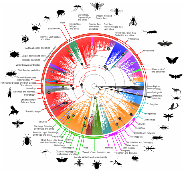 File:Hexapoda phylogenetic tree.png