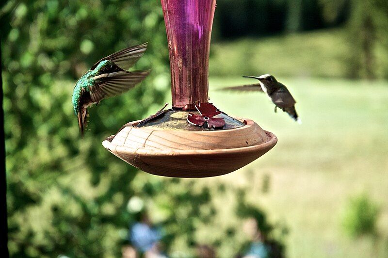 File:Hummingbirds (40715158).jpeg