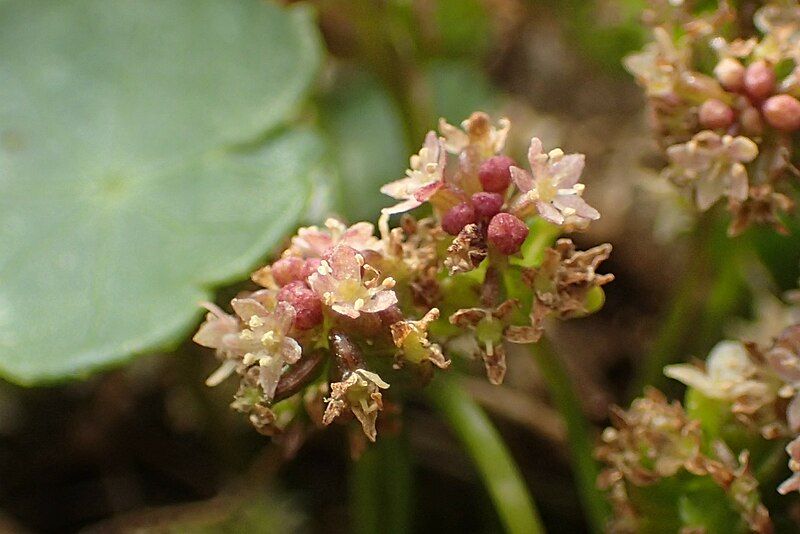 File:Hydrocotyle vulgaris kz24.jpg