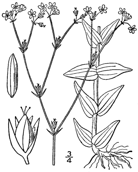 File:Hypericum gymnanthum BB-1913.png