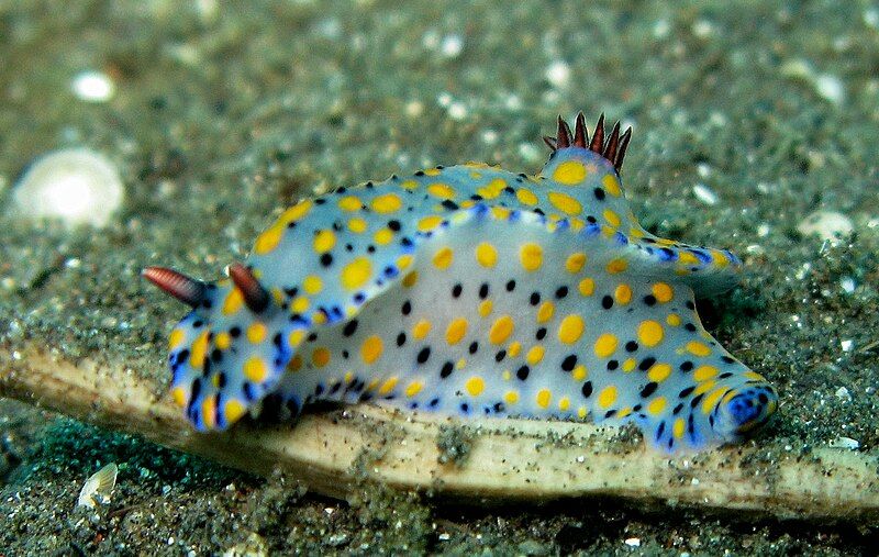 File:Hypselodoris kanga.jpg