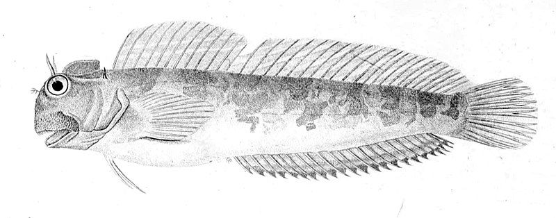 File:Istiblennius edentulus.jpg