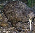 North Island brown kiwi