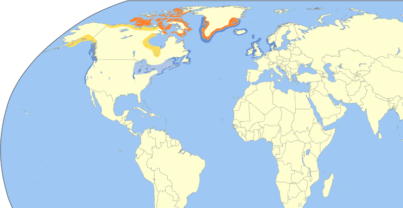 File:Larus glaucoides map.svg