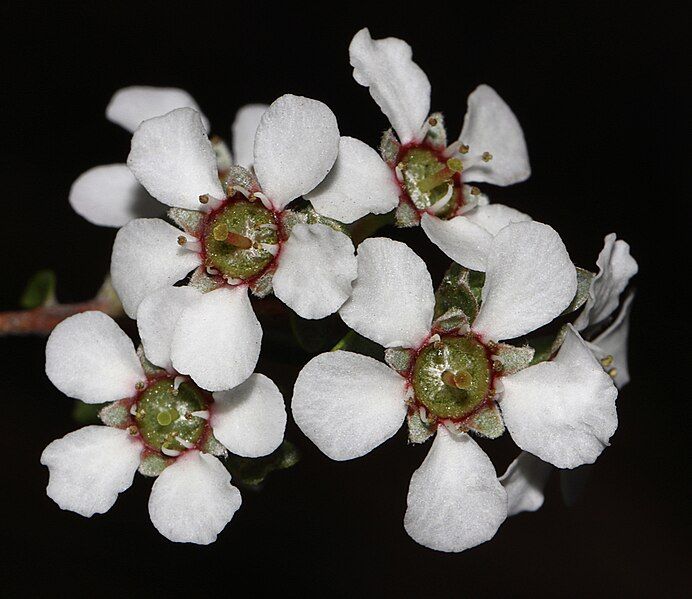 File:Leptospermum oligandrum.jpg