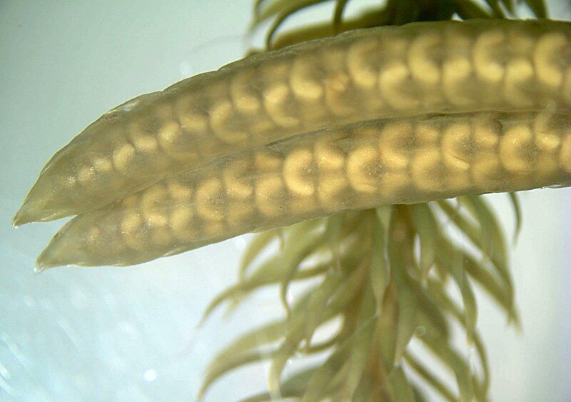 File:Lycopodium strobilus wm.jpg