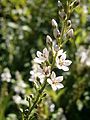 Lysimachia clethroides