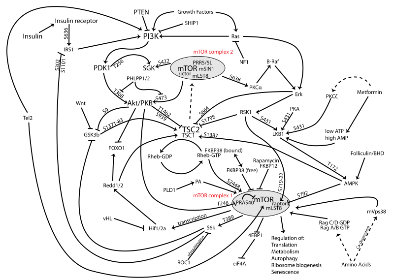 File:MTOR-pathway-v1.7.svg