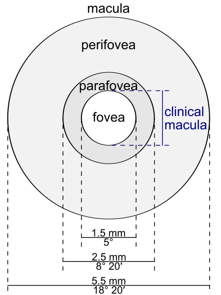 File:Macula lutea.svg