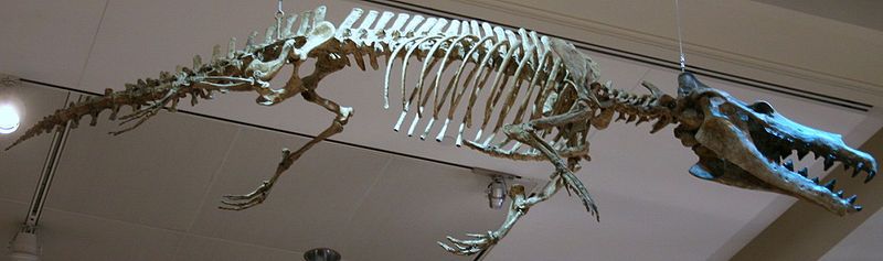 File:Maiacetus.jpg