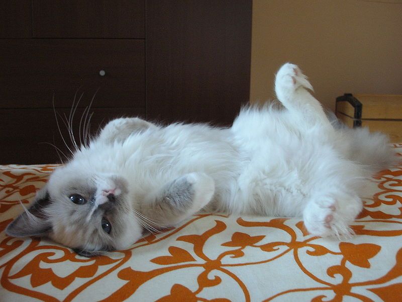 File:Male Ragdoll.jpg