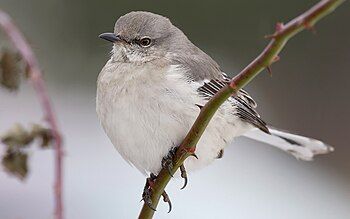 Northern Mockingbird