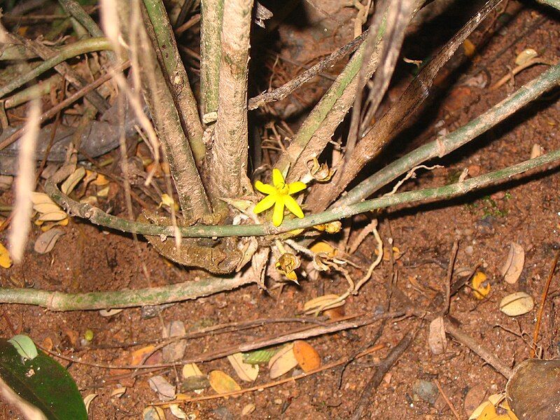 File:Molineria latifolia fleur.JPG