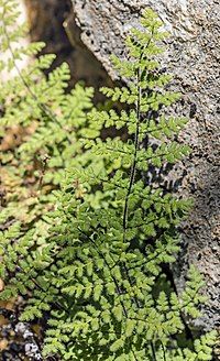 Photo of a green fern frond in the sun.