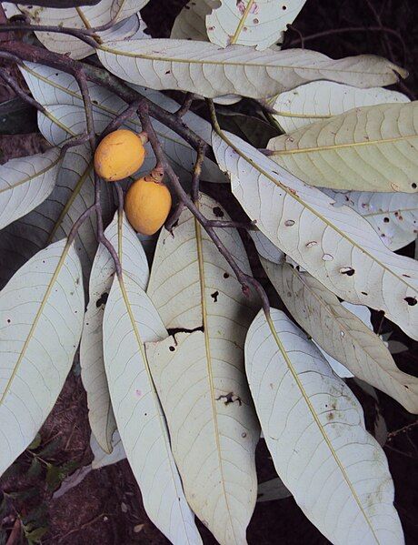 File:Myristica dactyloides 08.JPG