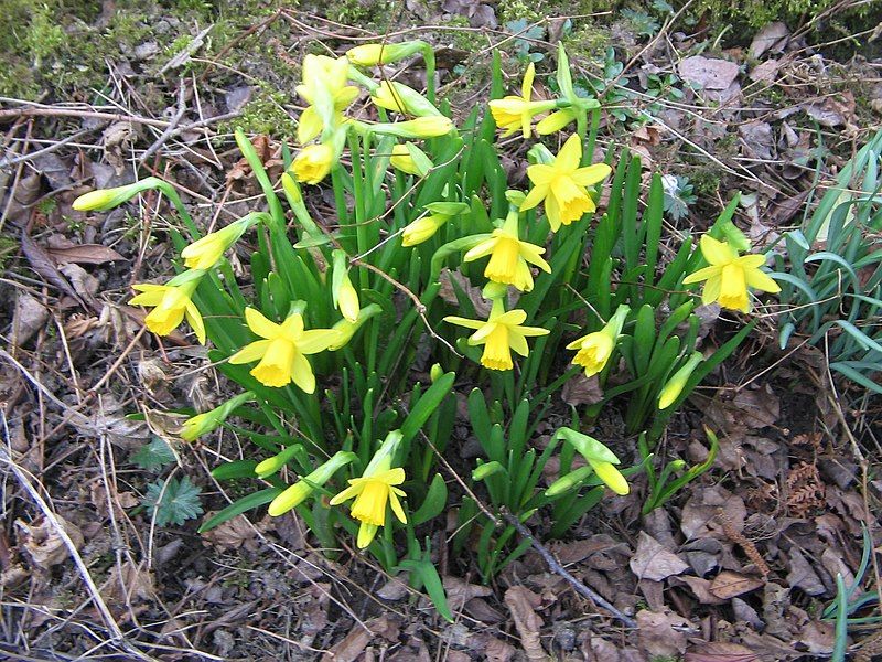 File:Narcissus Tête-à-Tête.jpg