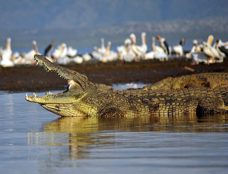 File:NileCrocodile--Etiopia-Omo-River-Valley-01.jpg