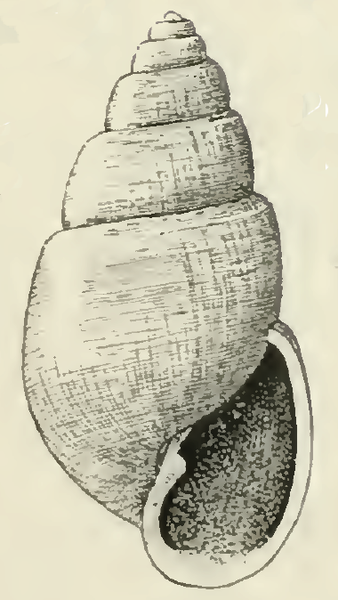 File:Odostomia grippiana 001.png