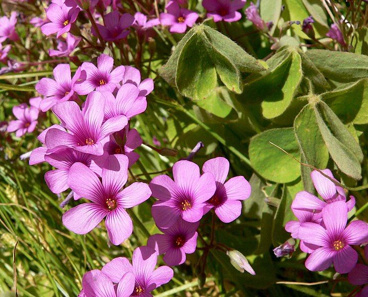 File:Oxalis articulata 2.jpg