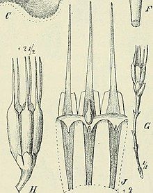 Illustrations of "Oxygyne triandra"