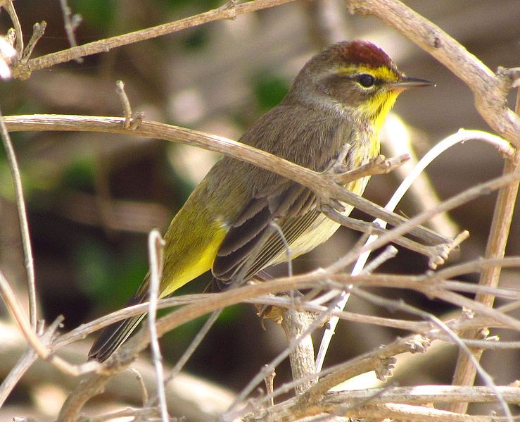 File:Palm Warbler, Indiatlatlantic.jpg