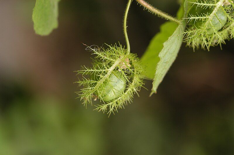 File:Passiflora ciliata2.jpg