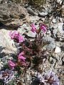 Pedicularis kerneri