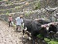 Image 10Peruvian farmers sowing maize and beans (from Andes)