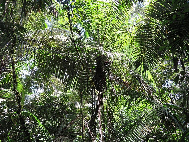 File:Phytelephas tenuicaulis 74375498.jpg