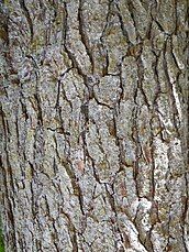 bark