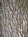 Bark of mature Pinus glabra