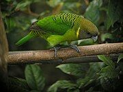 A green parrot with a dark green forehead, black-tipped feathers on the nape, and a light green underside