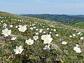 Alpine pasqueflower at Kastelberg.