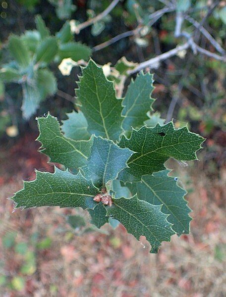 File:Quercus wislizeni kz4.jpg