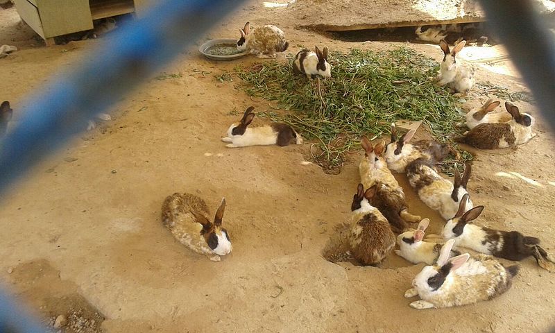 File:Rabbits kaurharman.6.jpg