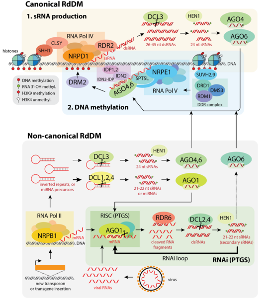 File:RdDM pathway summary.png