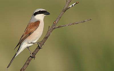 Red-backed shrike