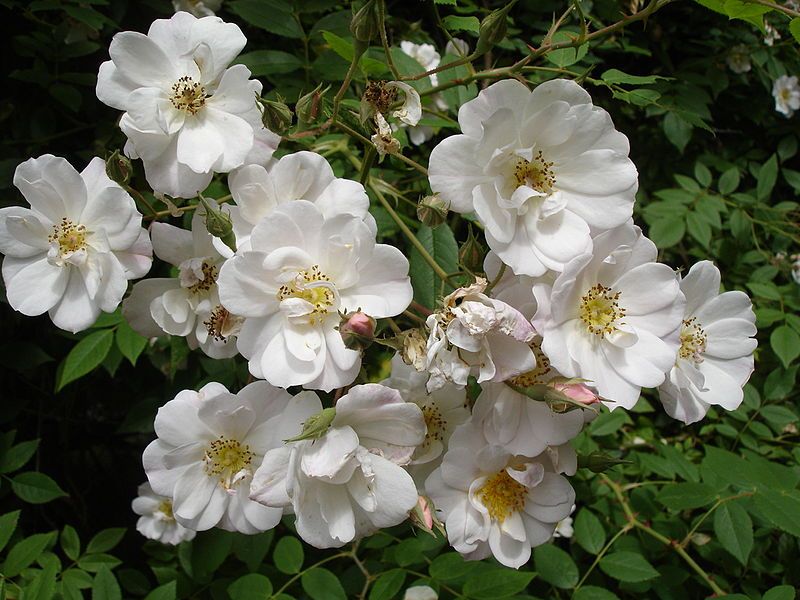 File:Rosa Bennett's Seedling1UME.jpg