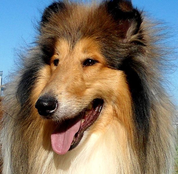 File:Rough Collie head.jpg